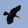 Keel-billed Toucan